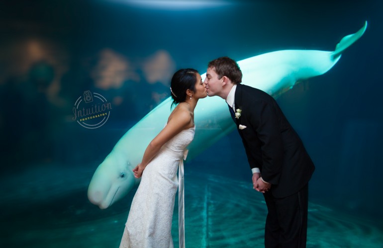 Vancouver aquarium ottawa wedding photographer intuition photography
